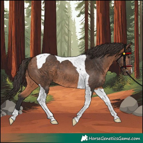 Horse Color:Bay Tobiano 