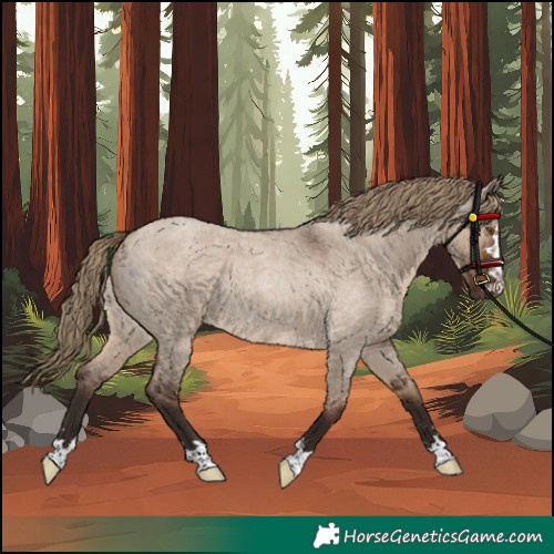 Horse Color:Liver Red Dun Roan Rabicano 