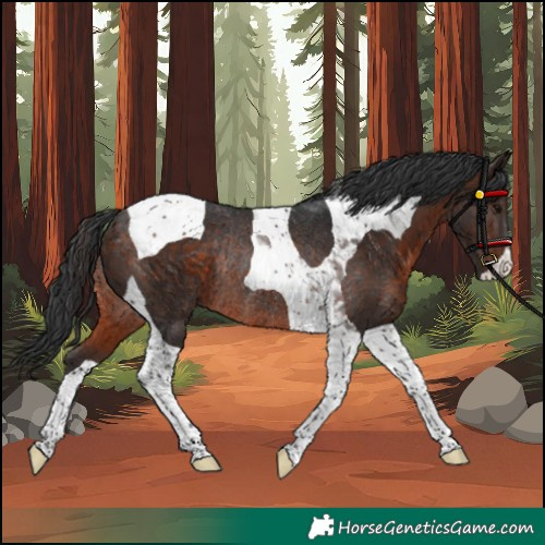 Horse Color:Brown Tobiano Rabicano 