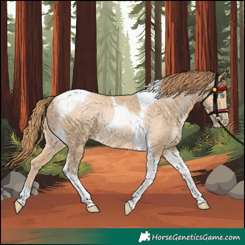 Horse Color:Buckskin Pearl Tobiano 