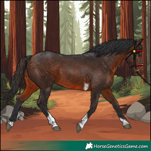 Horse Color:Bay Tobiano Rabicano