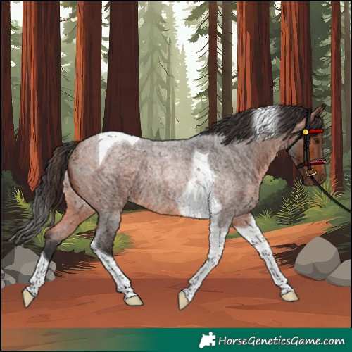 Horse Color:Bay Roan Tobiano Rabicano