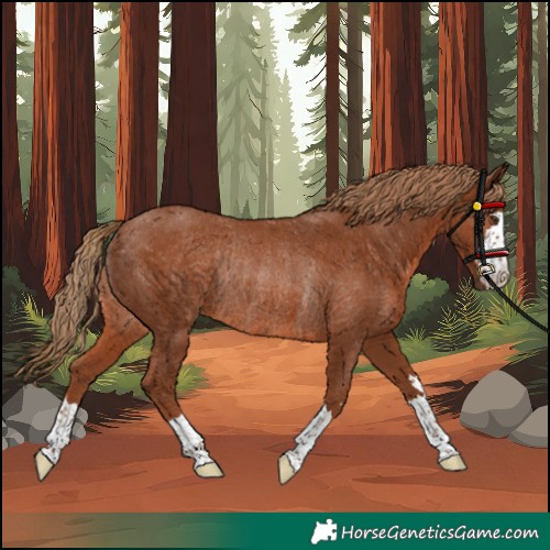 Horse Color:Chestnut Rabicano