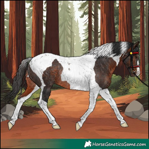 Horse Color:Brown Tobiano Rabicano 
