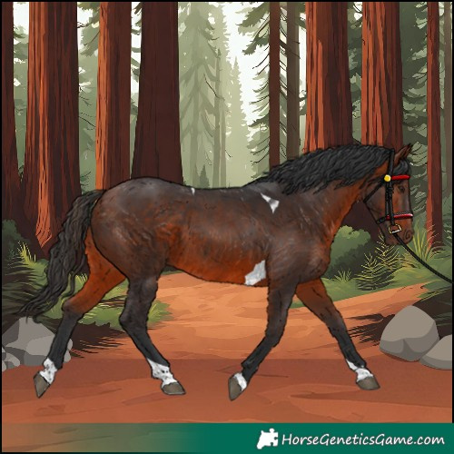 Horse Color:Bay Tobiano