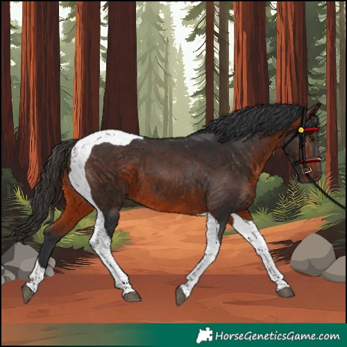 Horse Color:Bay Tobiano