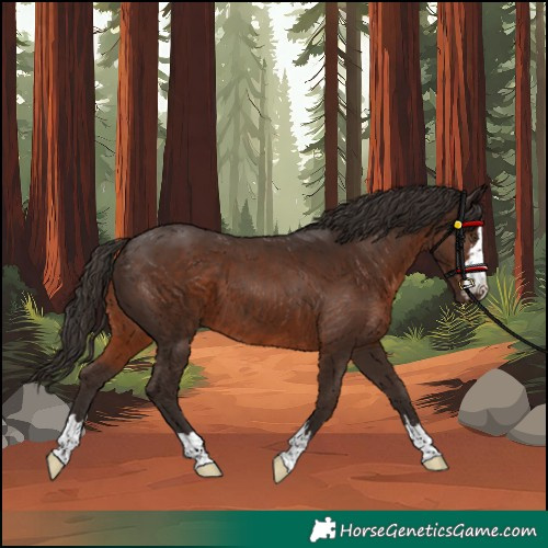 Horse Color:Liver Chestnut