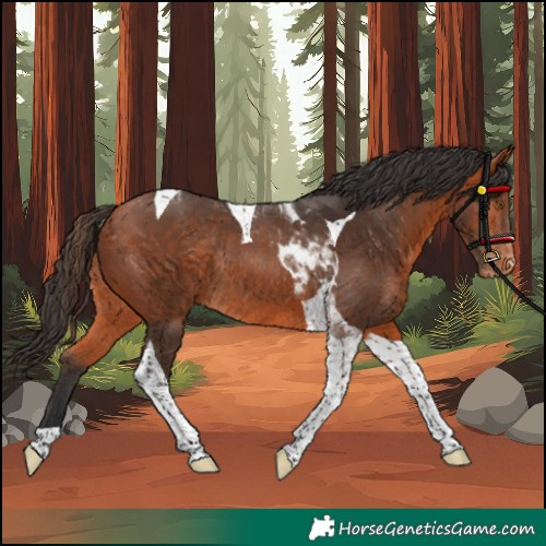 Horse Color:Bay Tobiano Varnish Rabicano 