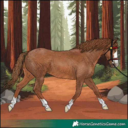 Horse Color:Chestnut 
