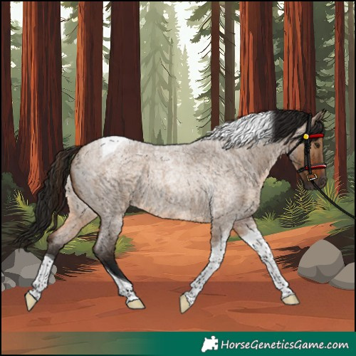 Horse Color:Gray Bay Roan Dun Tobiano Rabicano 