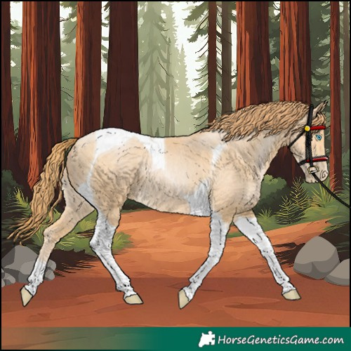 Horse Color:Buckskin Pearl Tobiano