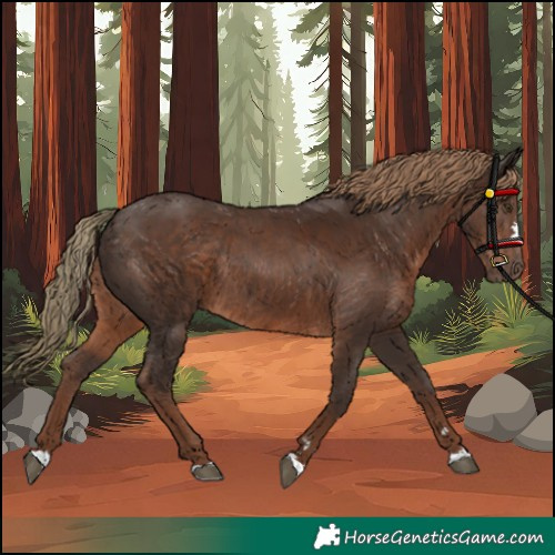 Horse Color:Liver Chestnut Rabicano 
