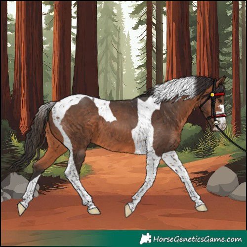 Horse Color:Bay Tobiano