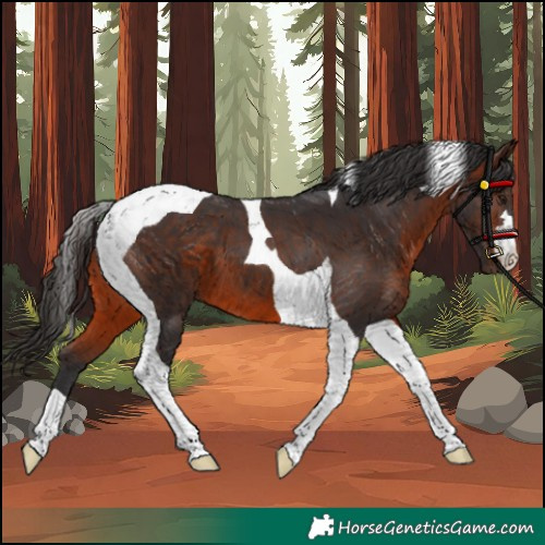 Horse Color:Brown Tobiano 