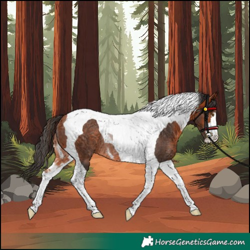 Horse Color:Bay Tobiano Rabicano 