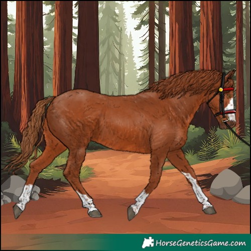 Horse Color:Chestnut 