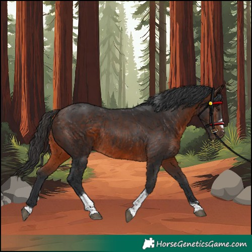 Horse Color:Brown Tobiano Rabicano 