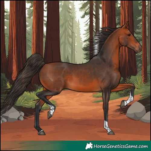 Horse Color:Bay Tobiano Rabicano