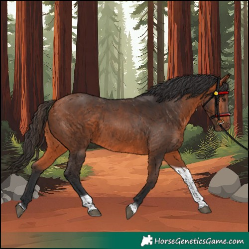 Horse Color:Bay Tobiano 