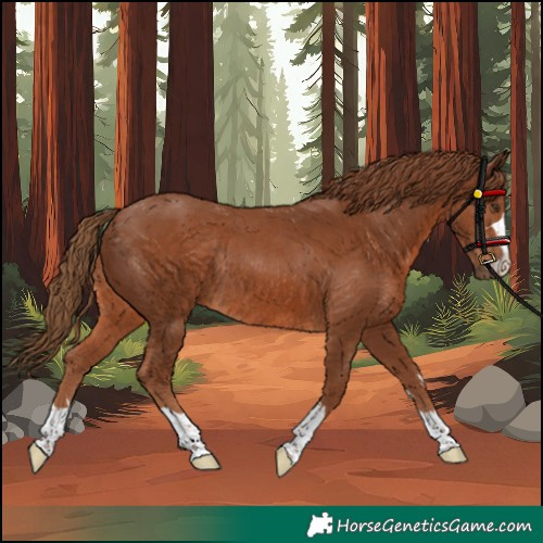 Horse Color:Chestnut Rabicano
