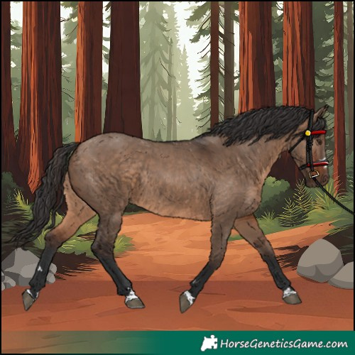 Horse Color:Brown Dun Rabicano 