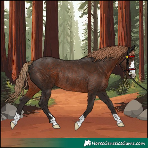 Horse Color:Liver Chestnut Rabicano 