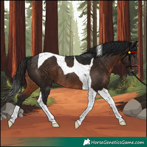 Horse Color:Gray Brown Tobiano Rabicano