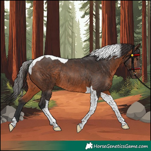 Horse Color:Brown Tobiano Rabicano 