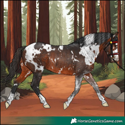 Horse Color:White Spotted Bay Rabicano