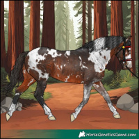Horse Color:White Spotted Bay Rabicano 