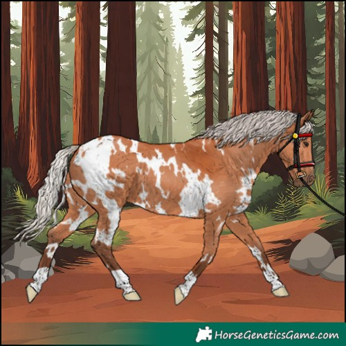 Horse Color:White Spotted Silver Bay 
