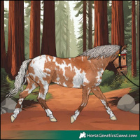 Horse Color:White Spotted Silver Bay 