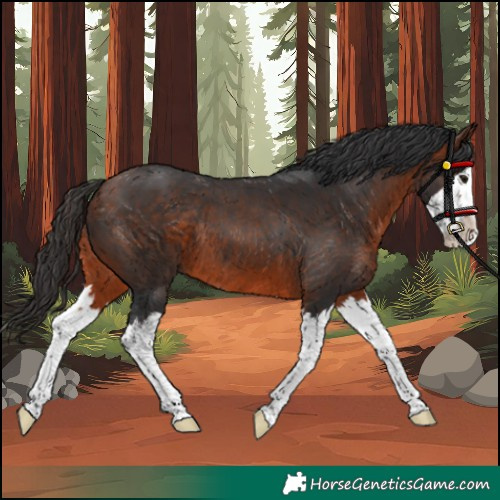 Horse Color:Bay Splash Rabicano