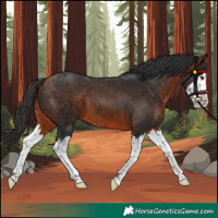 Horse Color:Bay Splash Rabicano 