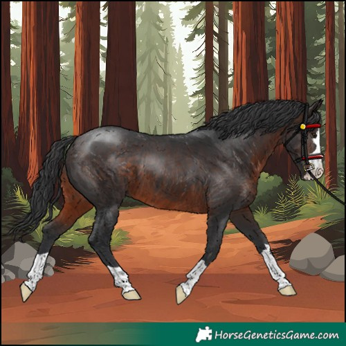 Horse Color:Brown