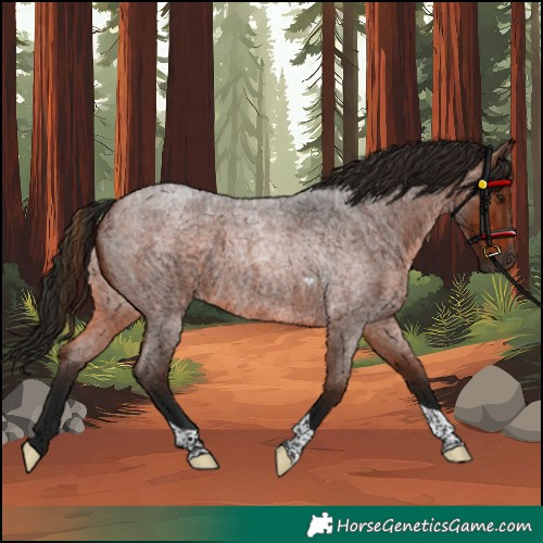 Horse Color:Unknown