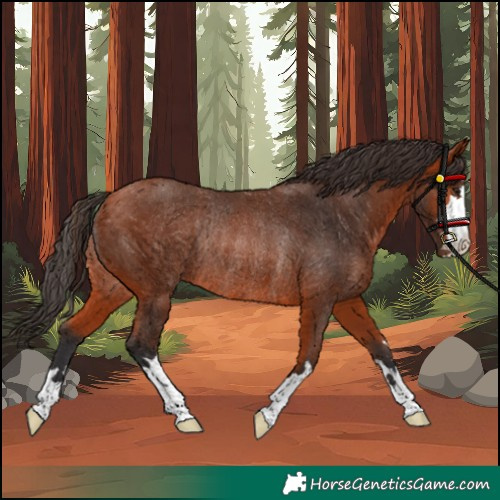 Horse Color:Unknown 