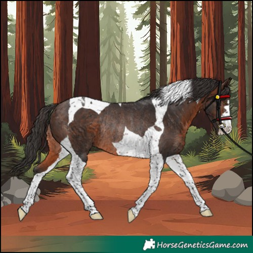Horse Color:Unknown 
