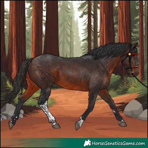 Horse Color:Brown Tobiano Rabicano