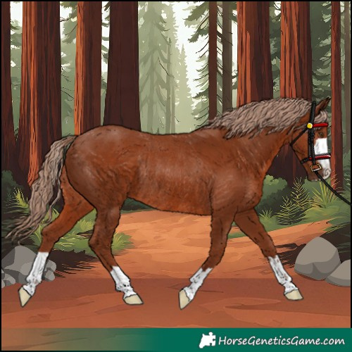Horse Color:Unknown 