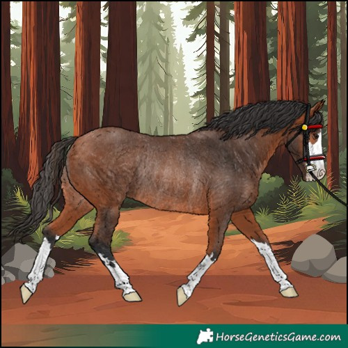 Horse Color:Bay Rabicano 