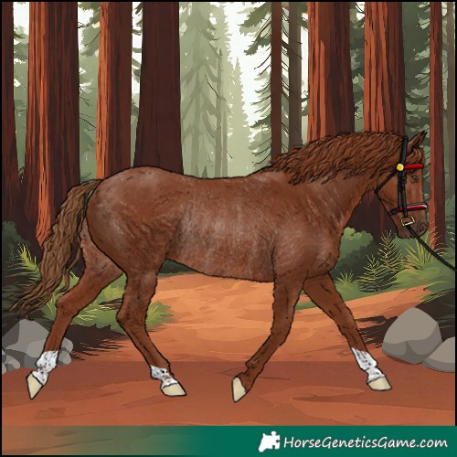 Horse Color:Unknown 