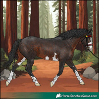 Horse Color:Brown