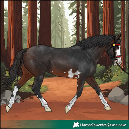 Horse Color:Brown 