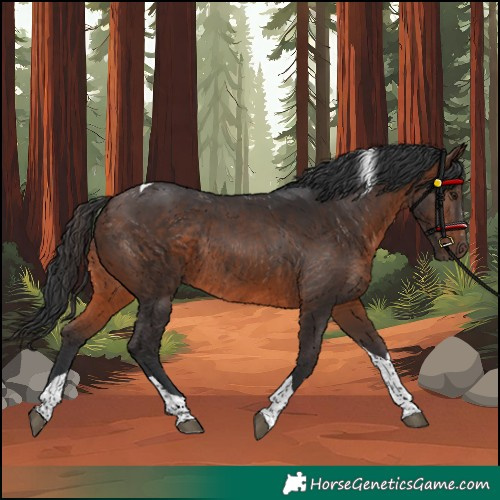Horse Color:Brown Tobiano Rabicano