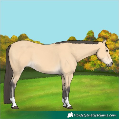 Horse Color:Buckskin