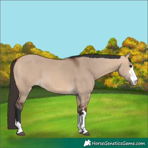 Horse Color:Bay Dun