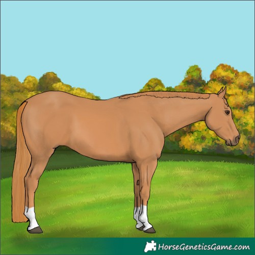 Horse Color:Chestnut 