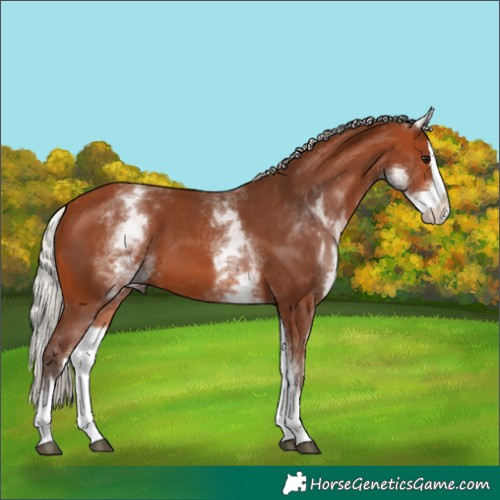 Horse Color:White Spotted Silver Bay Splash