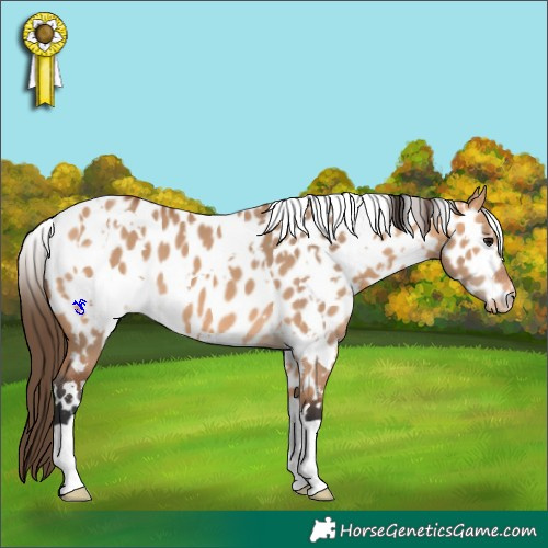 Horse Color:White Spotted Bay Dun Appaloosa 